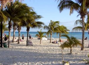 beach with palm trees