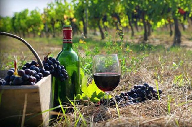 wine and grapes